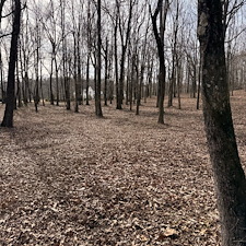 Tree-and-Limb-Cleanup-in-Taylor-MS 7